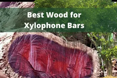 7 Best Woods for Xylophones Explained – In Depth